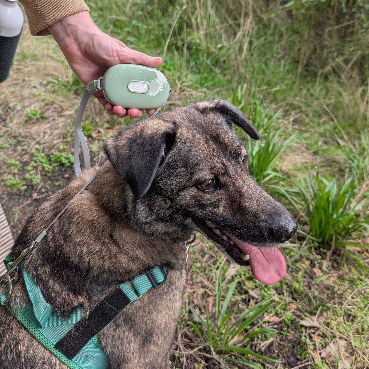 Pocket Pod Retractable Lead | Sage Green · 1.5 m