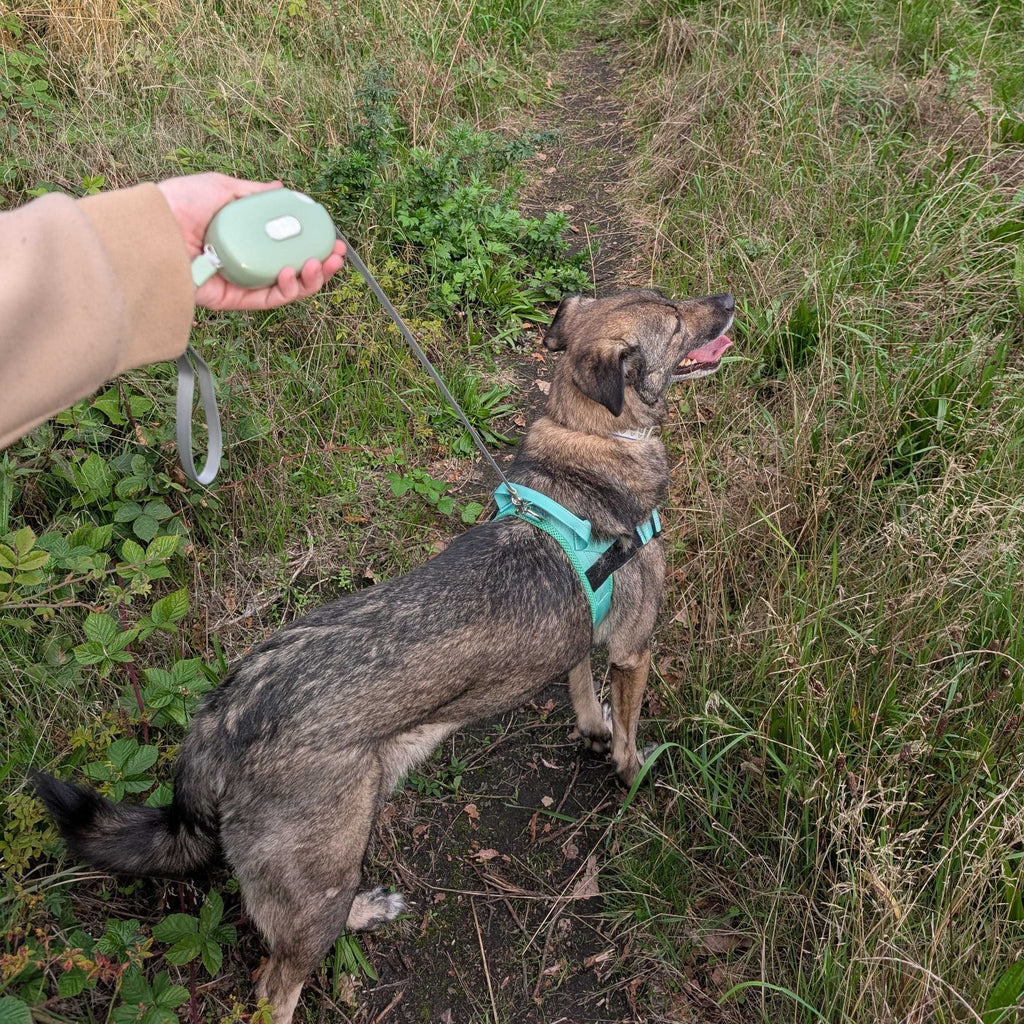 Pocket Pod Retractable Lead | Sage Green · 1.5 m