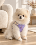 Cream Pomeranian wearing the lavender Gemstone Step-in Harness with amethyst charm