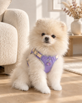 Cream Pomeranian wearing the lavender Gemstone Step-in Harness with amethyst charm